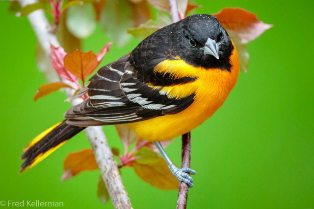 Baltimore Oriole